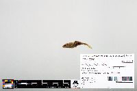 Notropis heterodon image