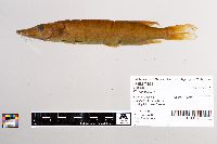 Image of Esox lucius