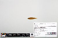 Notropis heterodon image