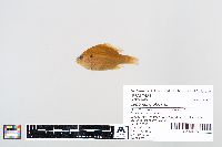 Lepomis gibbosus image