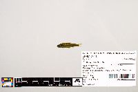 Notropis texanus image