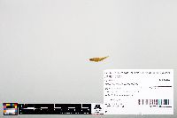 Notropis heterodon image