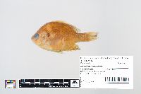 Lepomis gibbosus image
