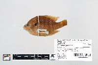 Lepomis gibbosus image