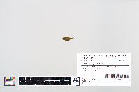 Lepomis gibbosus image