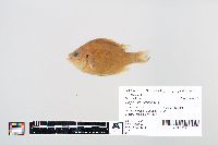 Lepomis gibbosus image