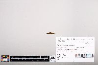 Notropis heterodon image