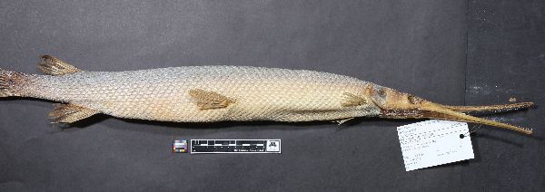 Lepisosteus image