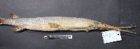 Image of Lepisosteus osseus