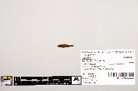 Notropis texanus image
