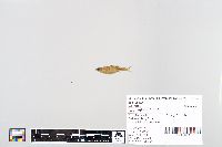 Notropis volucellus image