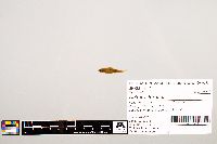 Notropis texanus image