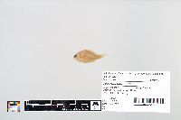 Lepomis gibbosus image
