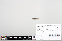 Notropis heterodon image