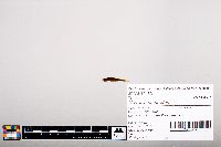 Notropis heterodon image