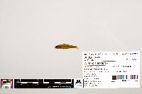 Notropis texanus image