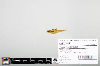 Notropis heterodon image
