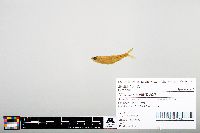 Notropis heterodon image