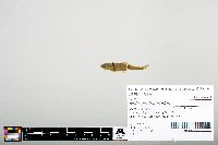 Notropis heterodon image