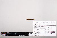 Notropis heterodon image