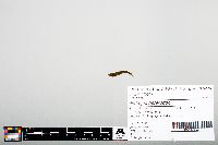 Notropis heterodon image