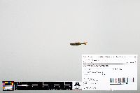 Notropis heterodon image