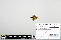 Notropis heterodon image