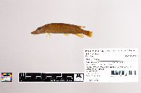 Esox lucius image