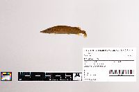 Esox lucius image