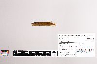 Esox lucius image