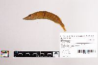 Esox lucius image