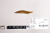 Esox lucius image