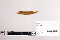 Esox lucius image