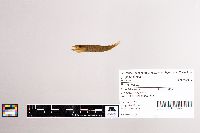 Esox lucius image