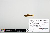 Notropis heterodon image