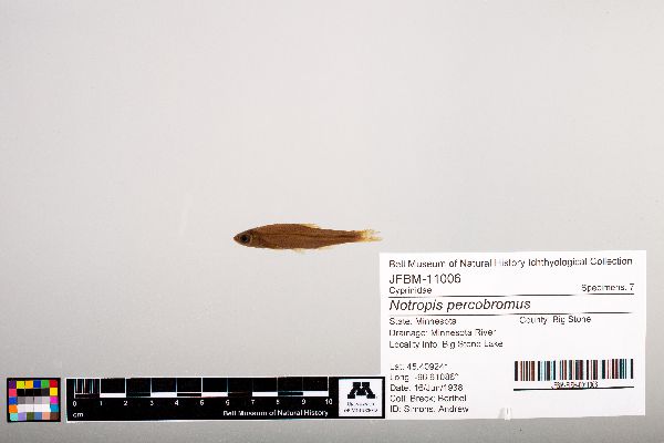 Notropis percobromus image