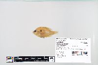 Lepomis humilis image