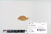 Lepomis humilis image