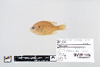 Lepomis gibbosus image