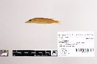 Esox lucius image