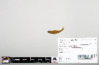 Notropis heterodon image