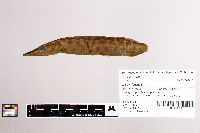 Esox lucius image