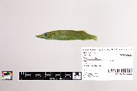 Esox lucius image