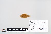 Lepomis gibbosus image
