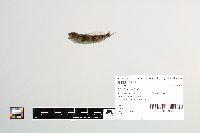 Image of Cottus bairdii