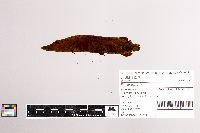 Esox lucius image