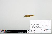 Notropis heterodon image