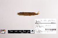 Esox lucius image