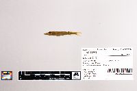 Esox lucius image