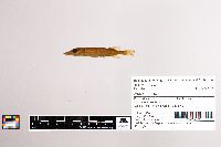 Esox lucius image